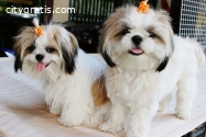 Shih Tzu Puppies for Sale - Central Park