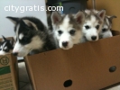 SIBERIAN HUSKY PUPPIES FOR SALE