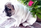 slomern french bulldog puppies