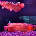 Super Red Arowana,Albino Stingray fish f