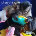 Sweet Little Capuchin Monkey To Grab