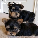 sweet Yorkie puppies ready for their new