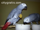 Talking  african  grey  parrots