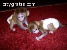 tamed Monkeys and Chimps for sale