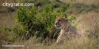 Tanzania Safari Tours