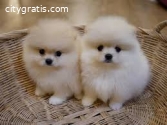 teacup pomeranian puppies for sale