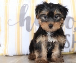 Teacup Yorkie Puppies for sale Text :(55