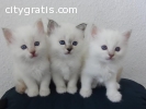 Three Cute and Adorable Birman kittens