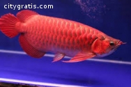 Top quality Grade AAA Asian Arowana fish