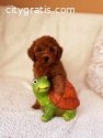 Toy and miniature poodles, puppies