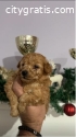 Toy poodle puppies