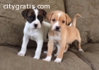 Two adorable Boxer puppies for adoption