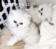 Two Beautiful Tortie Persian kittens ava