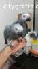 Two cute african grey parrots