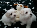 Two Intelligent Maltese Pups