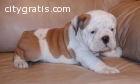 very healthy english bulldog puppies