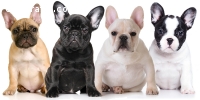 Well Trained French Bulldog Puppies