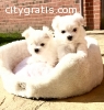 Well Trained Maltese puppies