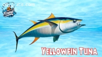 Yellowfin Tuna – You Need to Know About