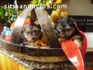 Yorkie puppies available