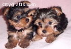 yorkie puppies for  sale