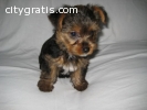 yorkie puppies for sale