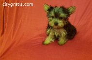 Yorkie puppies ready for their new