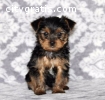 Yorkie Puppies