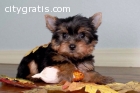 YORKSHIRE TERRIER PUPPIES FOR SALE