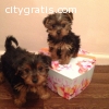 Yorkshire Terrier puppies. READY NOW We